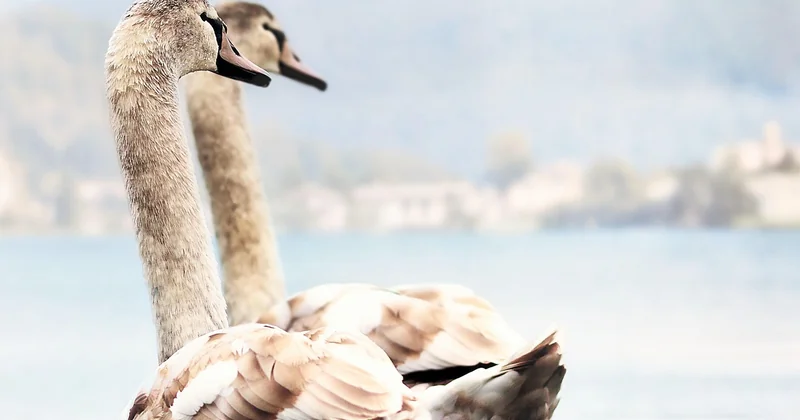 Peut-on vraiment se baigner dans un lac de montagne français ?