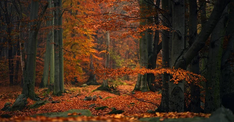 Quand partir en forêt selon la saison