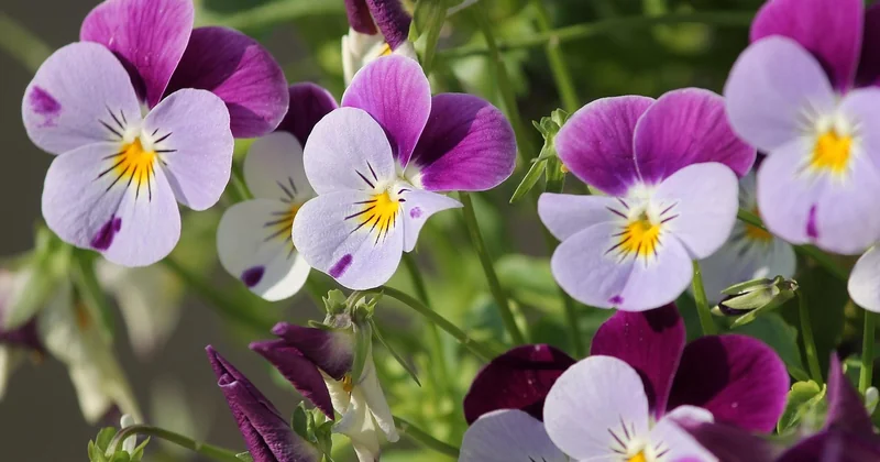 Activités nature à faire à la maison ou dans un jardin, sans sortir
